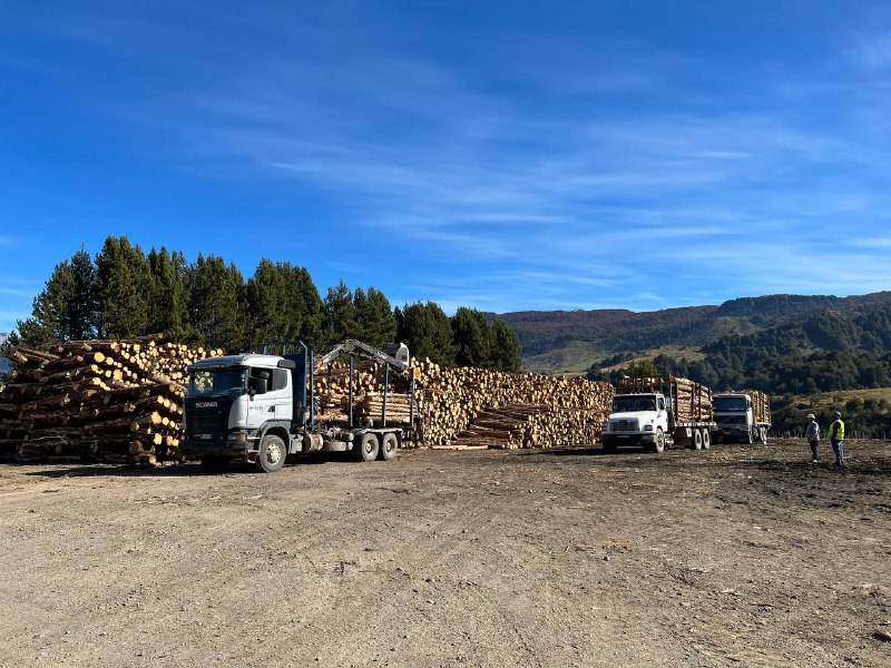 Futura planta de pellet en la región de Aysén se encuentra trabajando en el secado de materia prima 